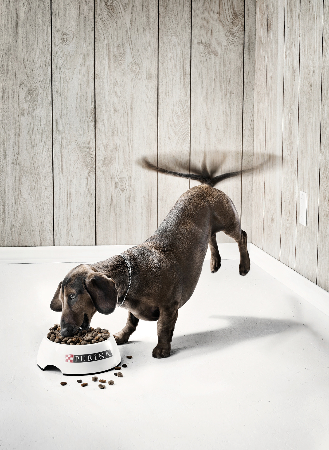 Purine advertising | WEDEX